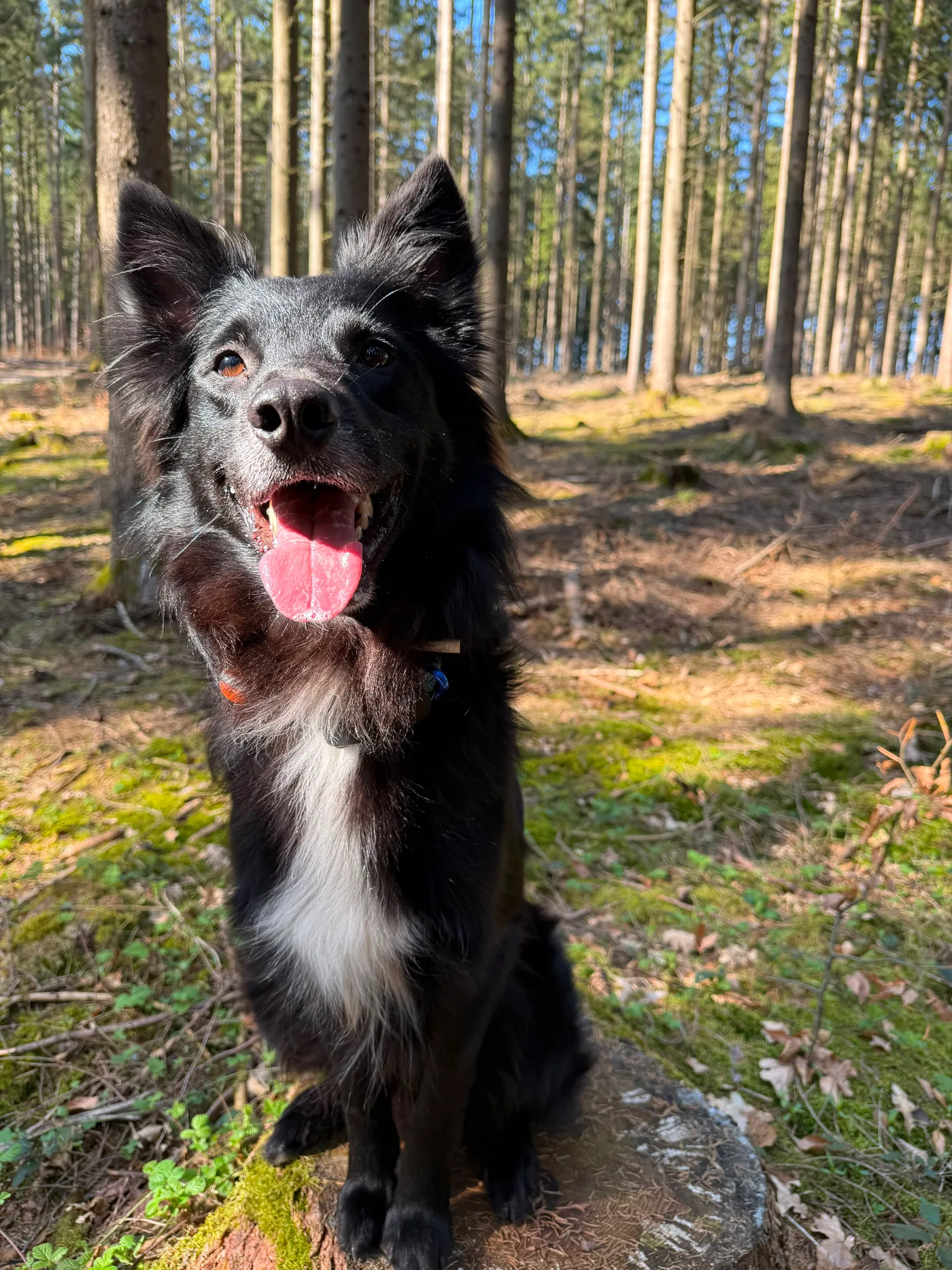 Balu sitzt aufmerksam im sonnigen Wald